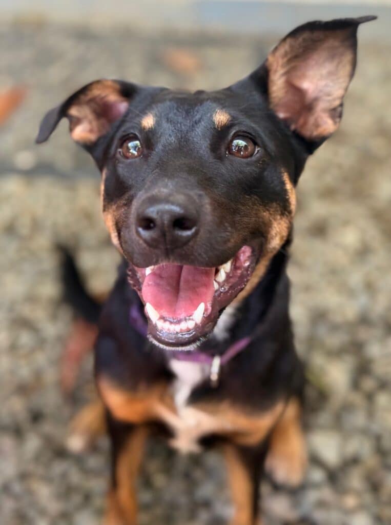 Black and tan Theodora with one ear perked up