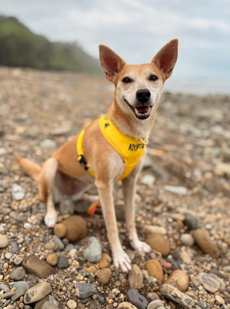 Light brow dog with yellow harness, sitting on the beach