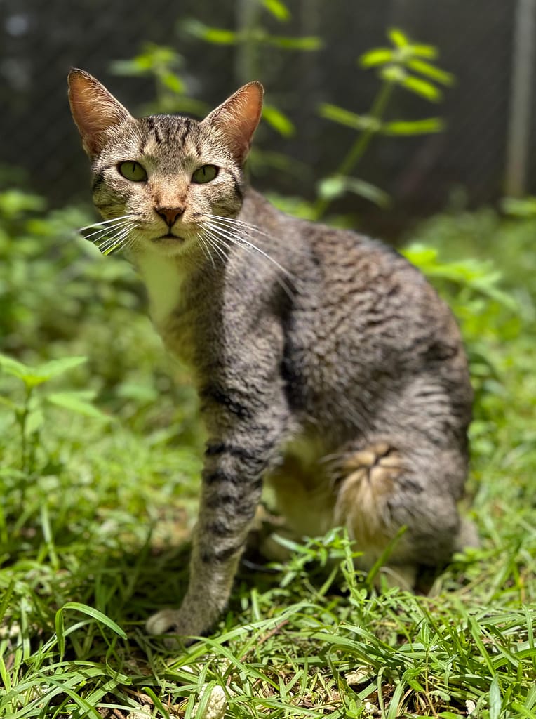 Lovely cat Monica in the catio with the sun on her face