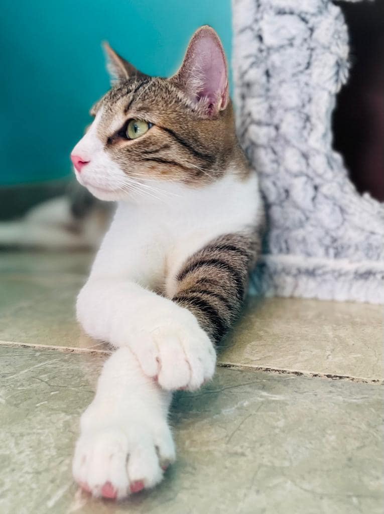 White and tabby cat Peter legs crossed, good luck!