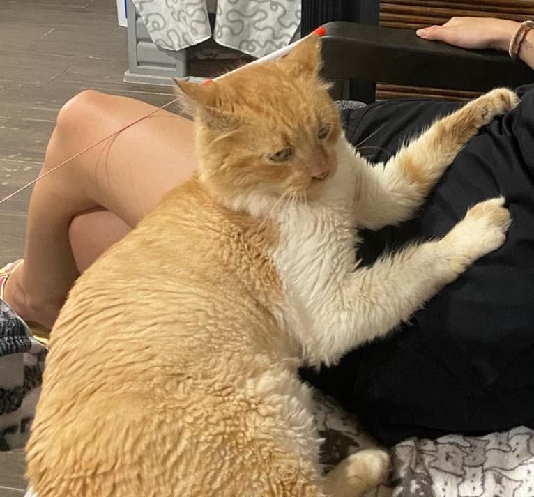 Big orange and white cat snuggling with volunteer