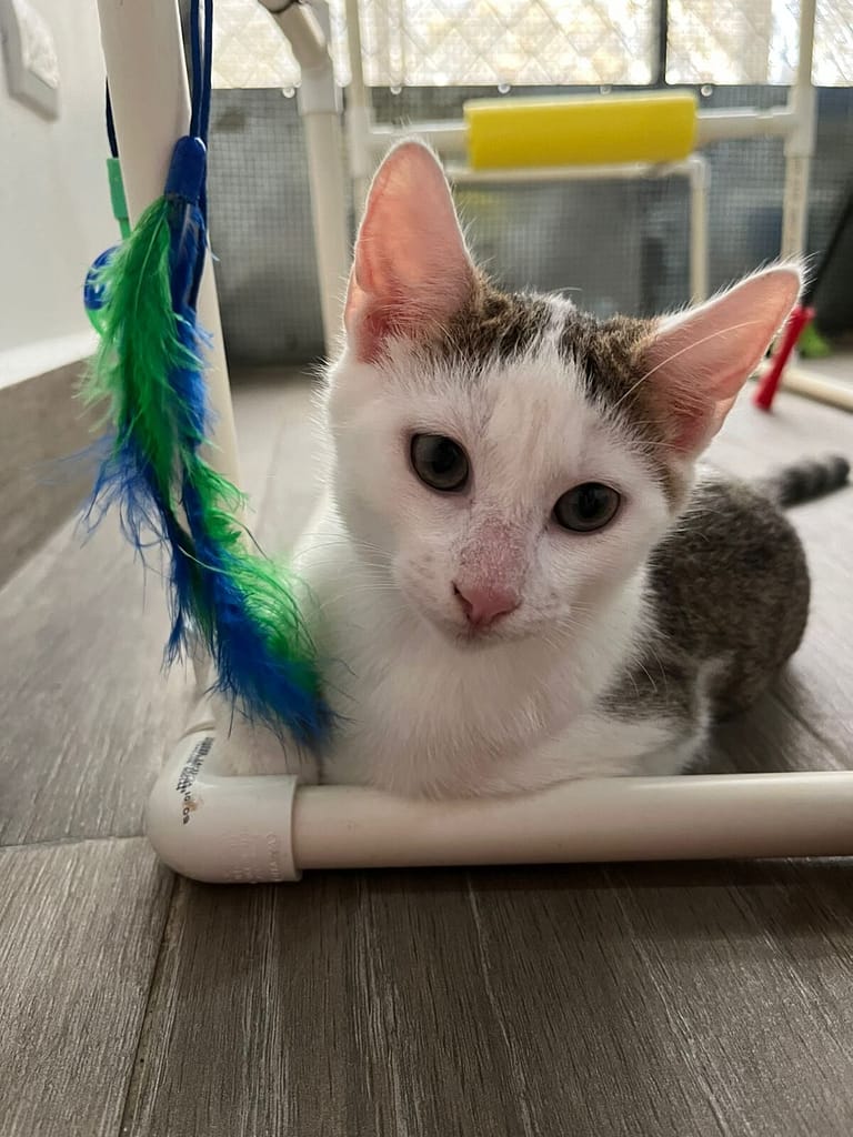 Loving Casper with blue and green feather toy