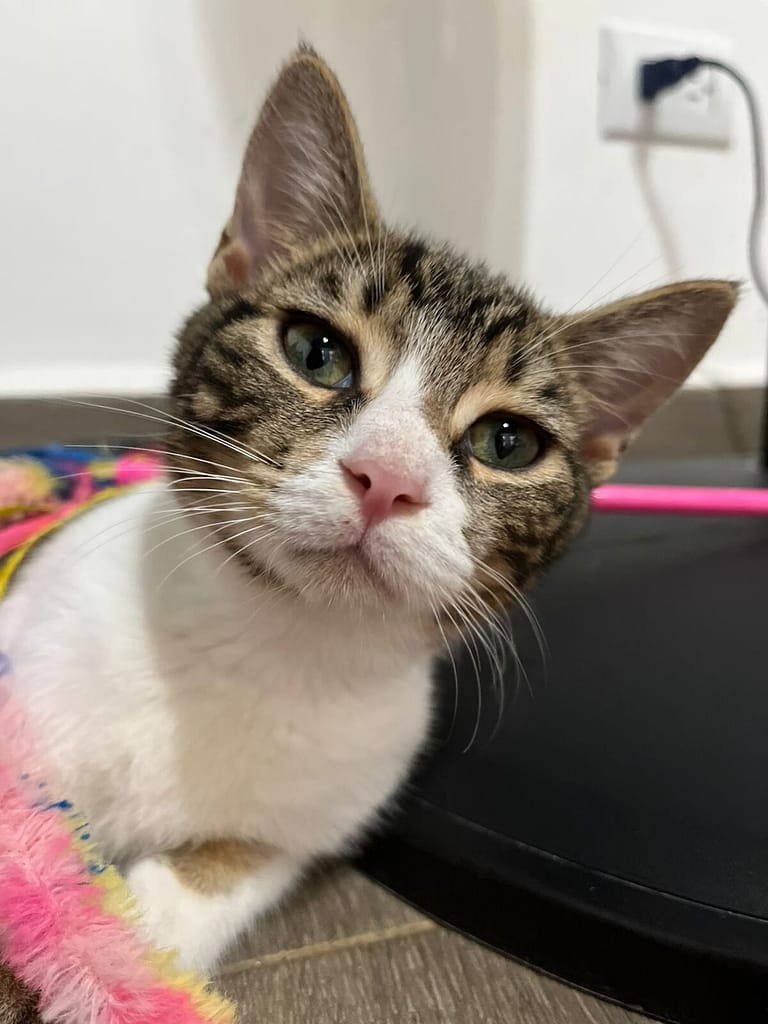 Beautiful alert cat Catabunga