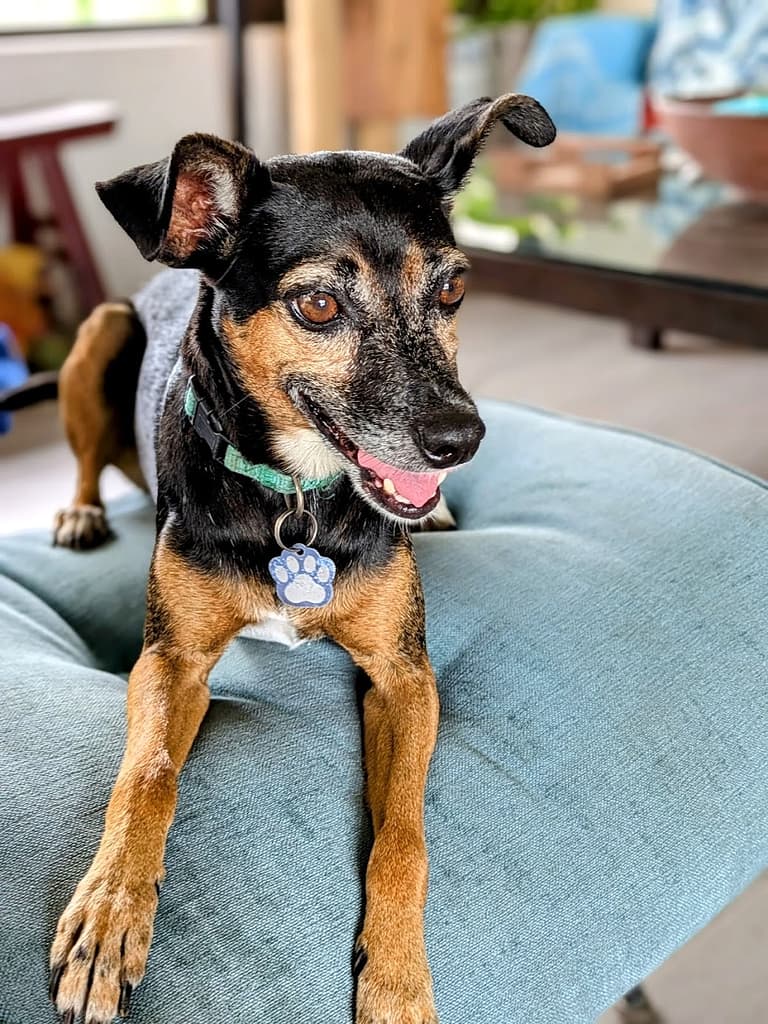 Black and brown dog with brown eyes and pointy ears