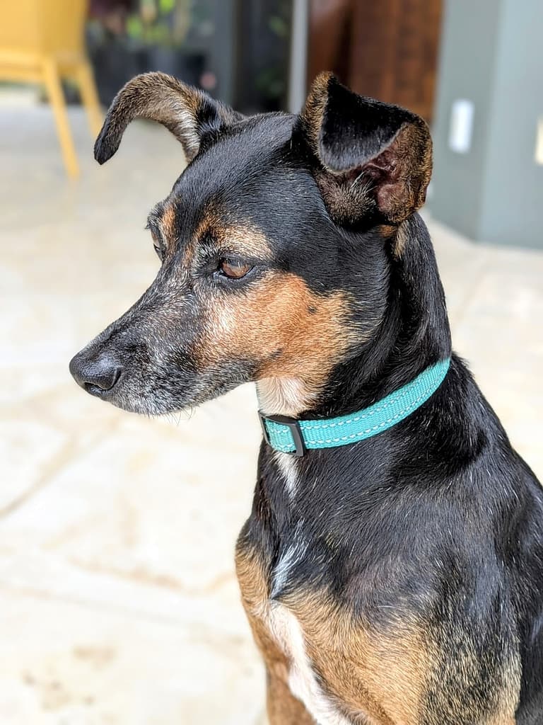 Black and brown dog in profile with turquoise collar