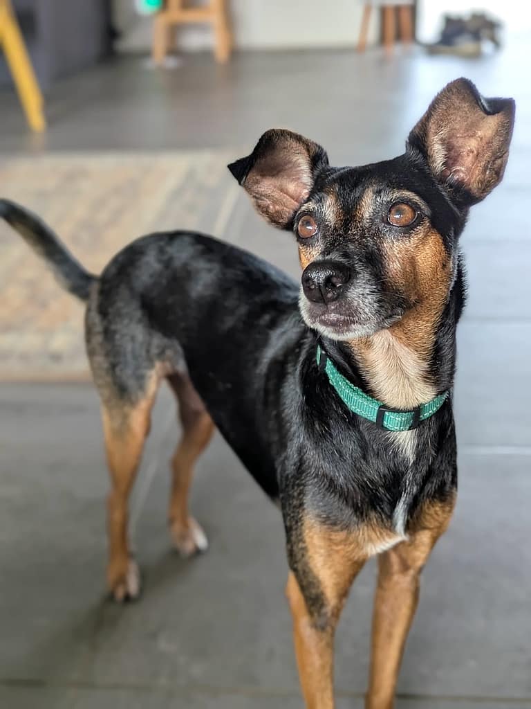Black and brown dog standing looking up with quizzical look