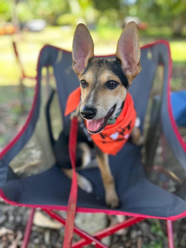 Dog with beautiful face gazing out
