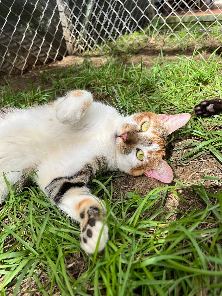 Cat Fireball resting in the shelter yard