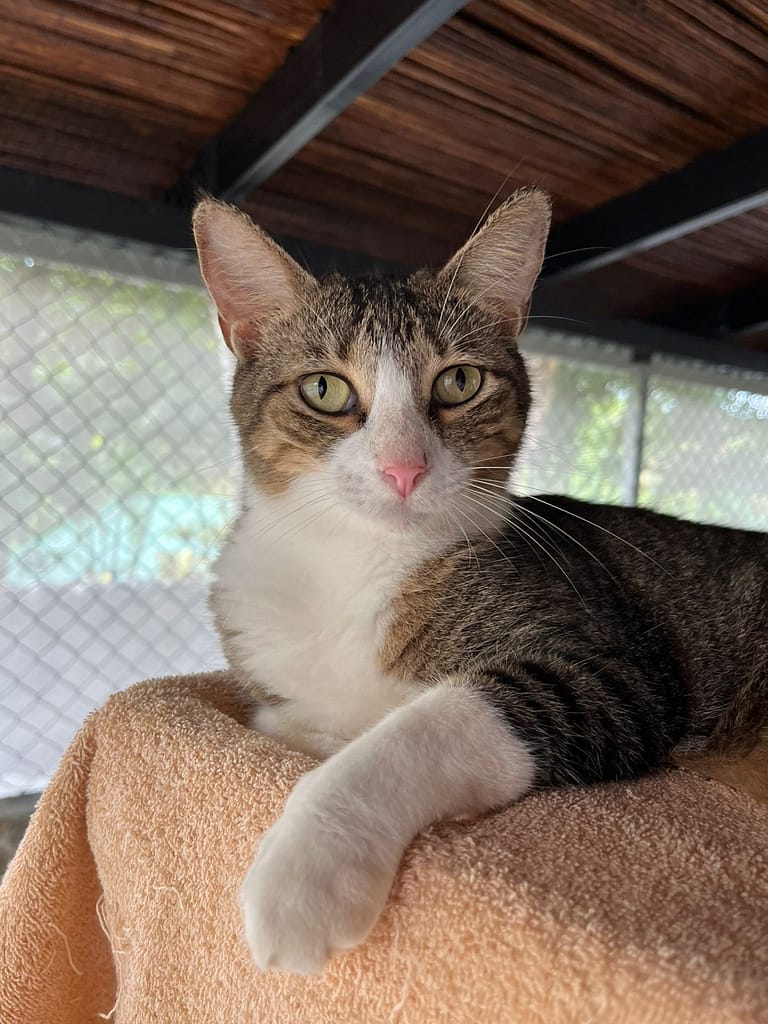 Tabby and white cat, named Luisa, relaxing on a perch at the shelter