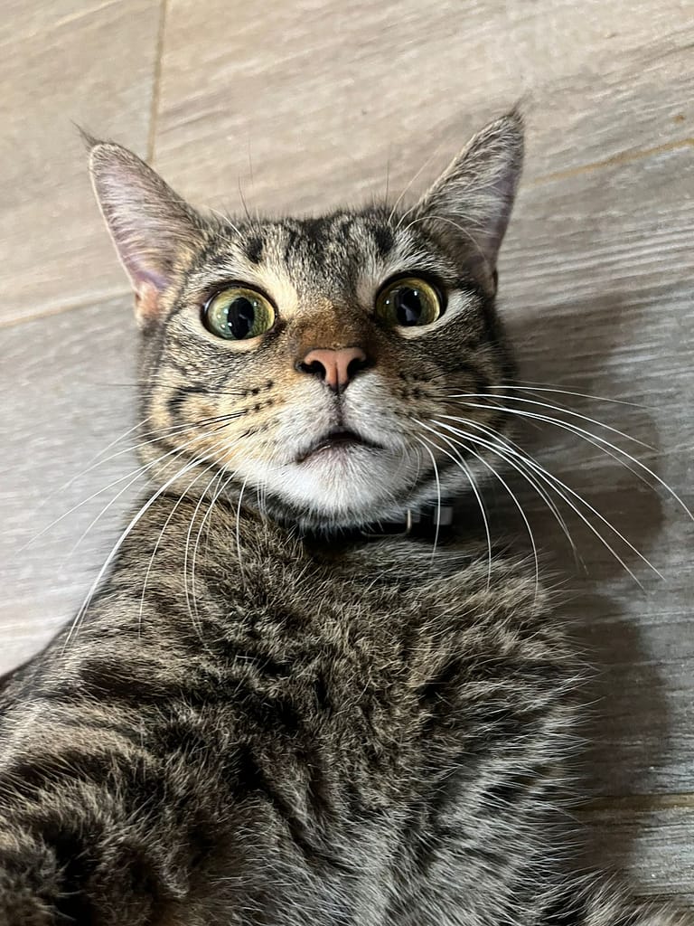 Silly Goose - tabby cat named Goose being silly