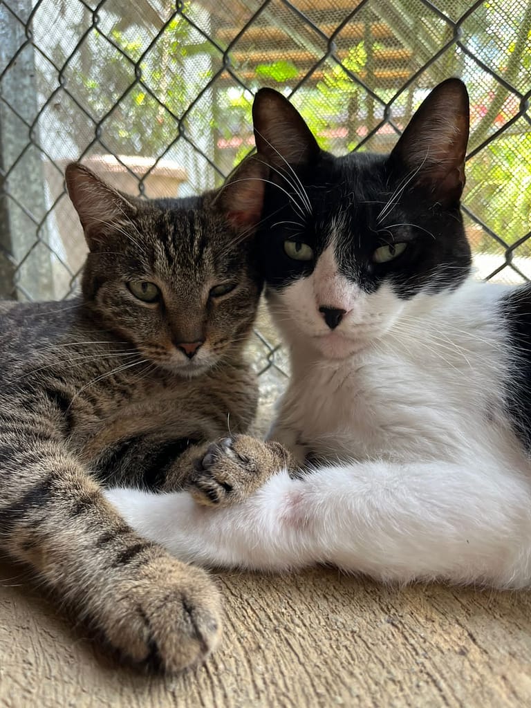 Gody snuggling with one of his many cat friends at the shelter