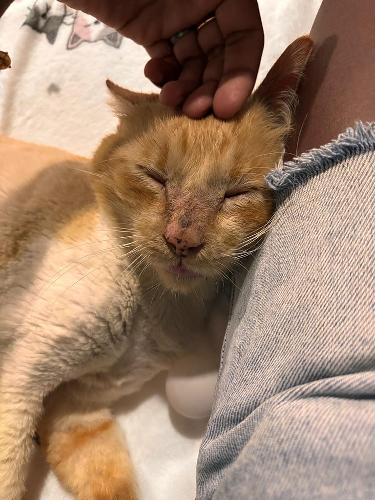 Cat Rusty enjoys a snuggle and purrs loudly to let you know