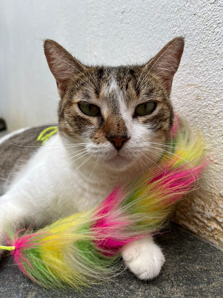 Lovely mixed tabby and white cat relaxing at shelter
