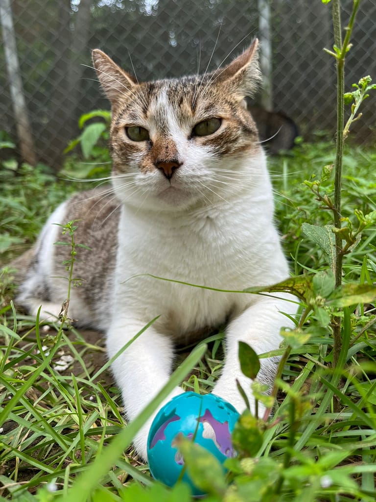 White and tabby beauty relaxing in the outside catio grass