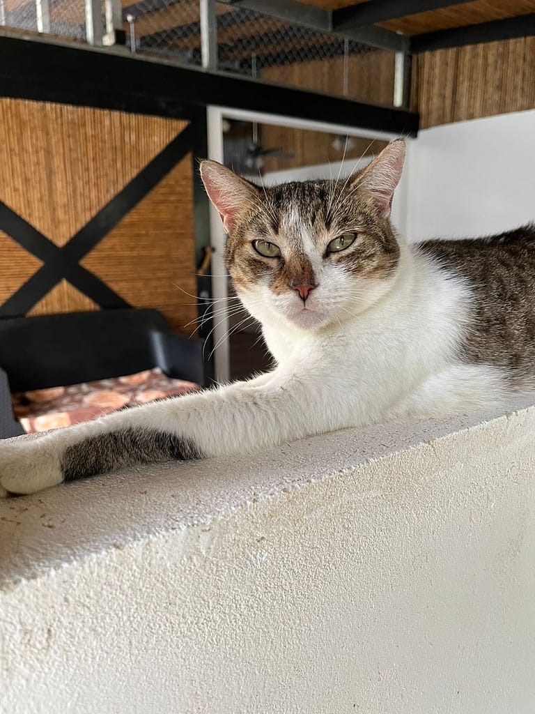Gorgeous cat hanging out on the wall