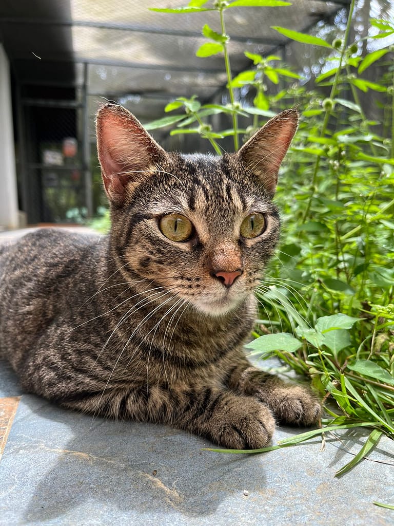 Gorgeous tabby relaxing in sun in the shelter catio