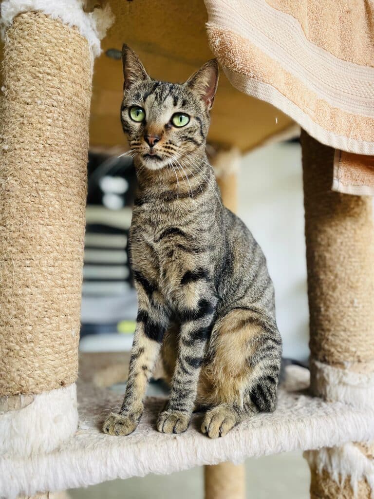 Beautiful slim Barbie