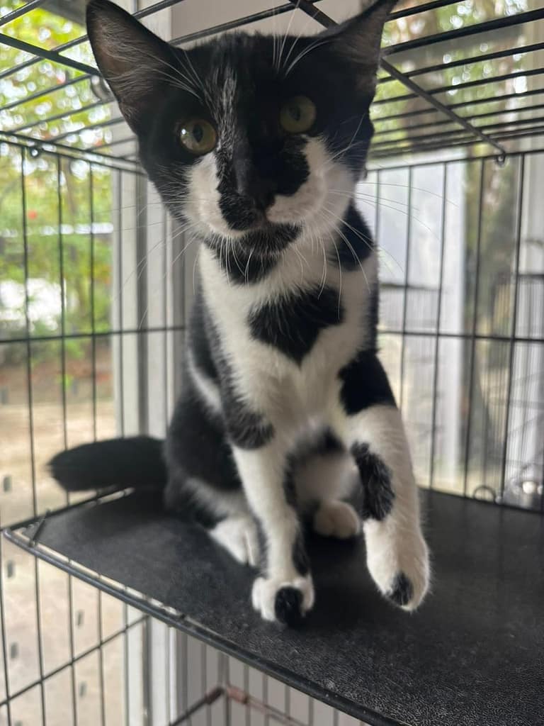 Black and white cat looking interested