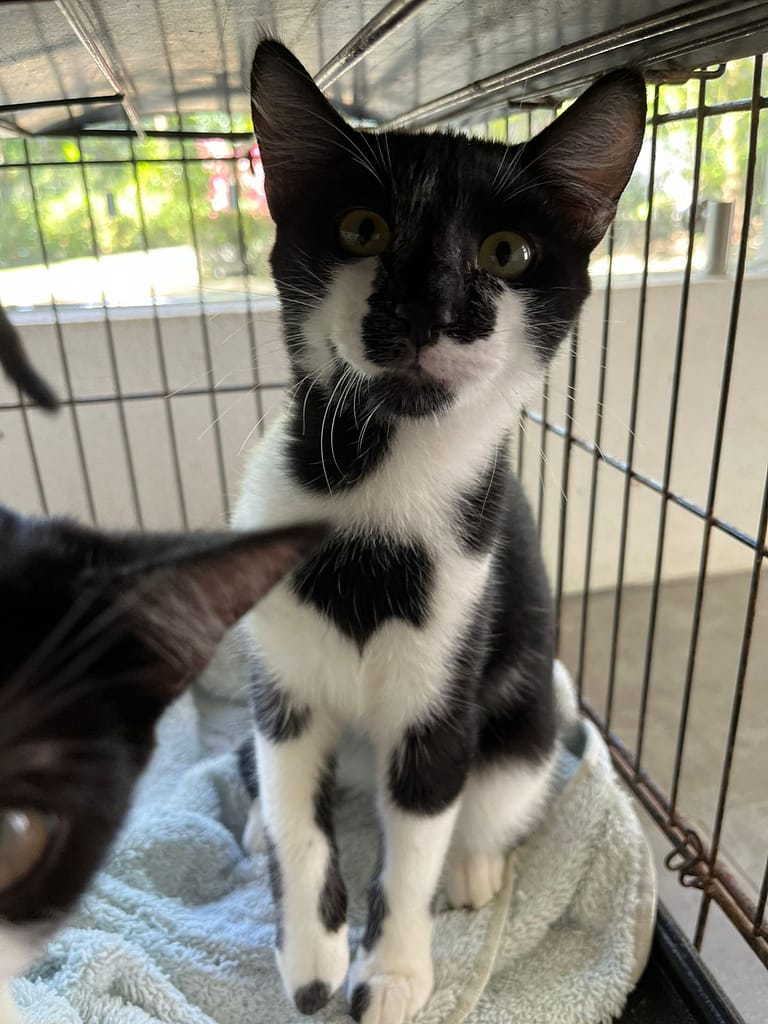 Tuxedo cat with extra pretty pattern