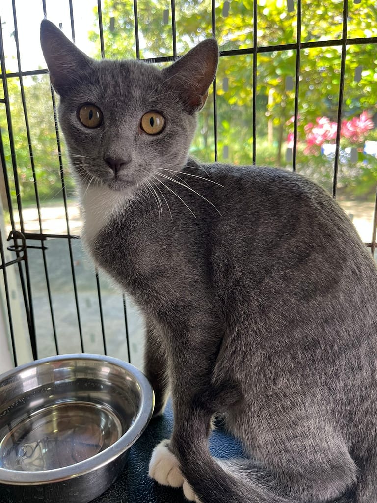 Stunning gray cat with white bib and paws, and gorgeous brown eyes