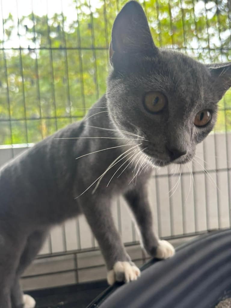 gray cat with white bib and paws looking curious
