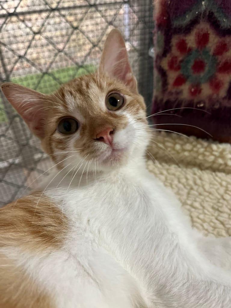 Beautiul white and orange kitten