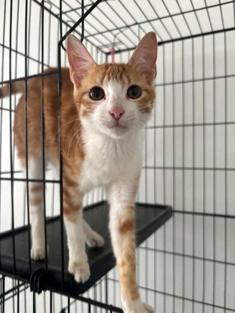 Sweet orange tabby with white face.