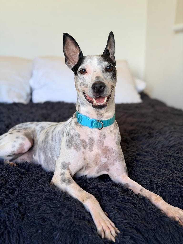Perro manchado blanco con cuello turquesa