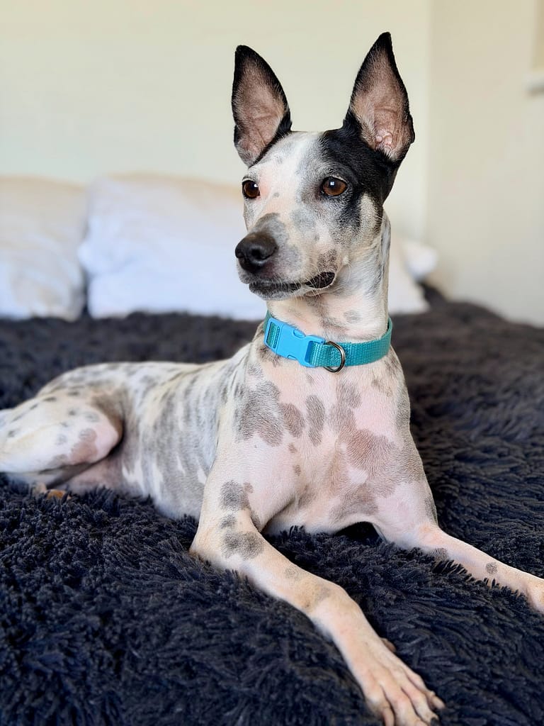 Perro manchado blanco mirando sobre su hombro