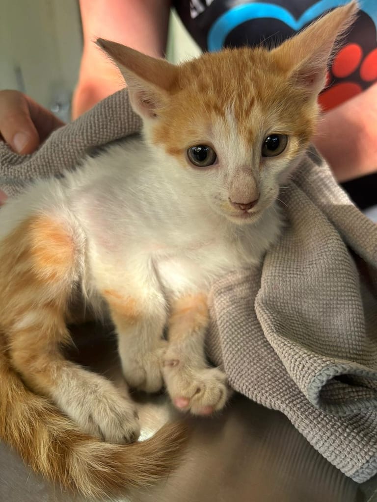 Little orange and white kitten all curled up.