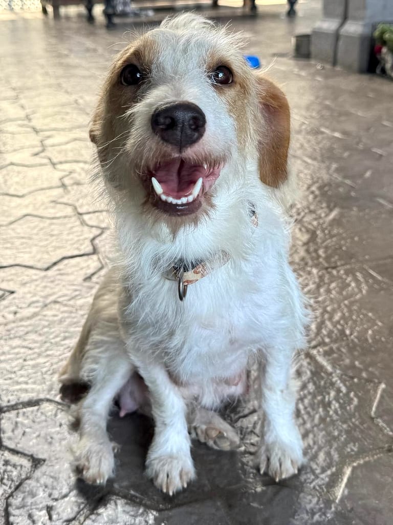 White dog with brown ears and eyes sitting down