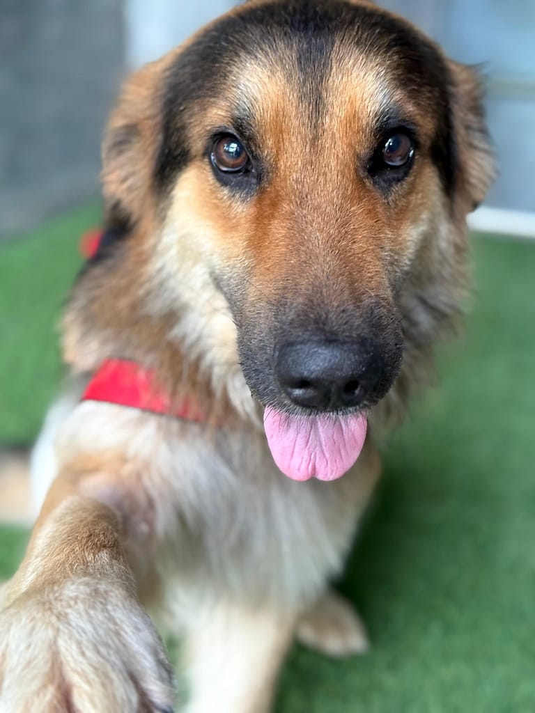 Tyler the shepard looking loving