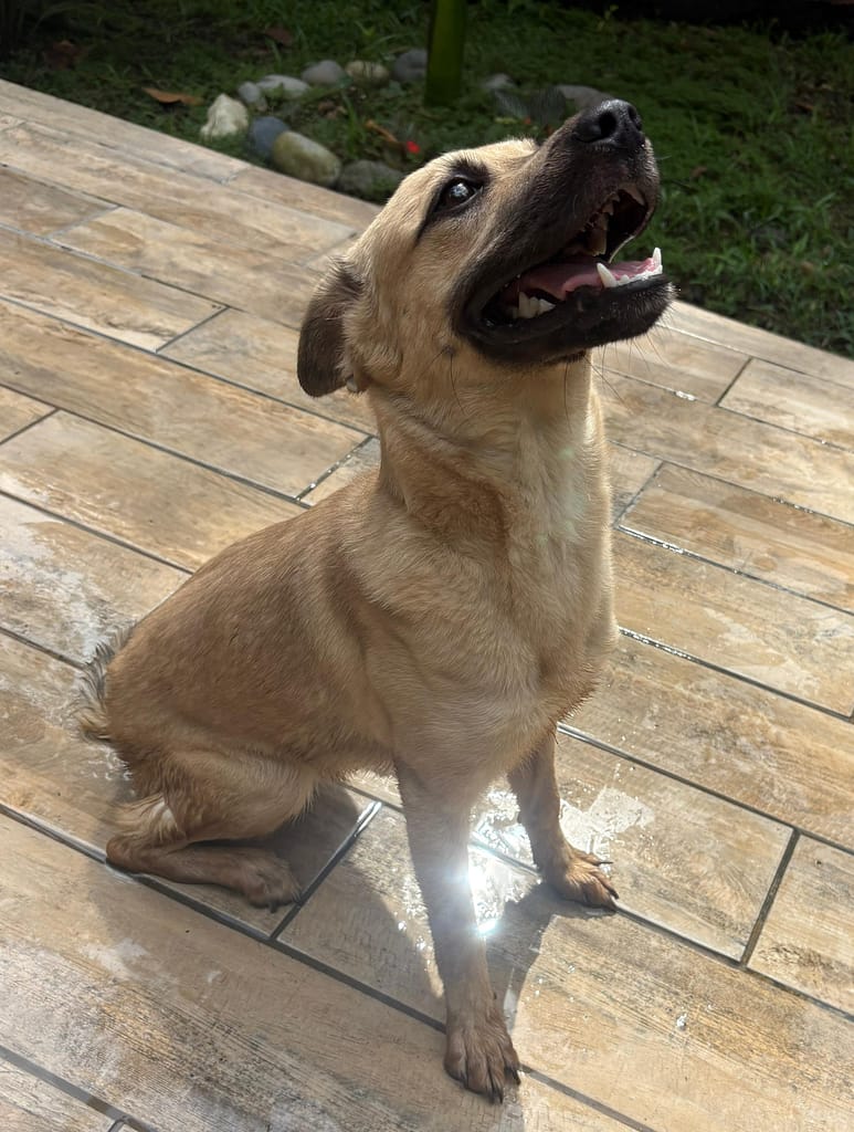 tan dog with black mask looking up