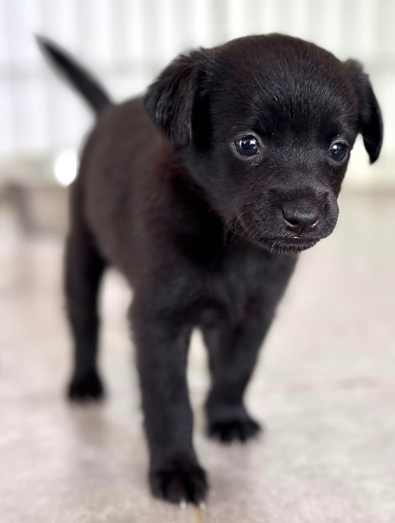Perrito negro de pie