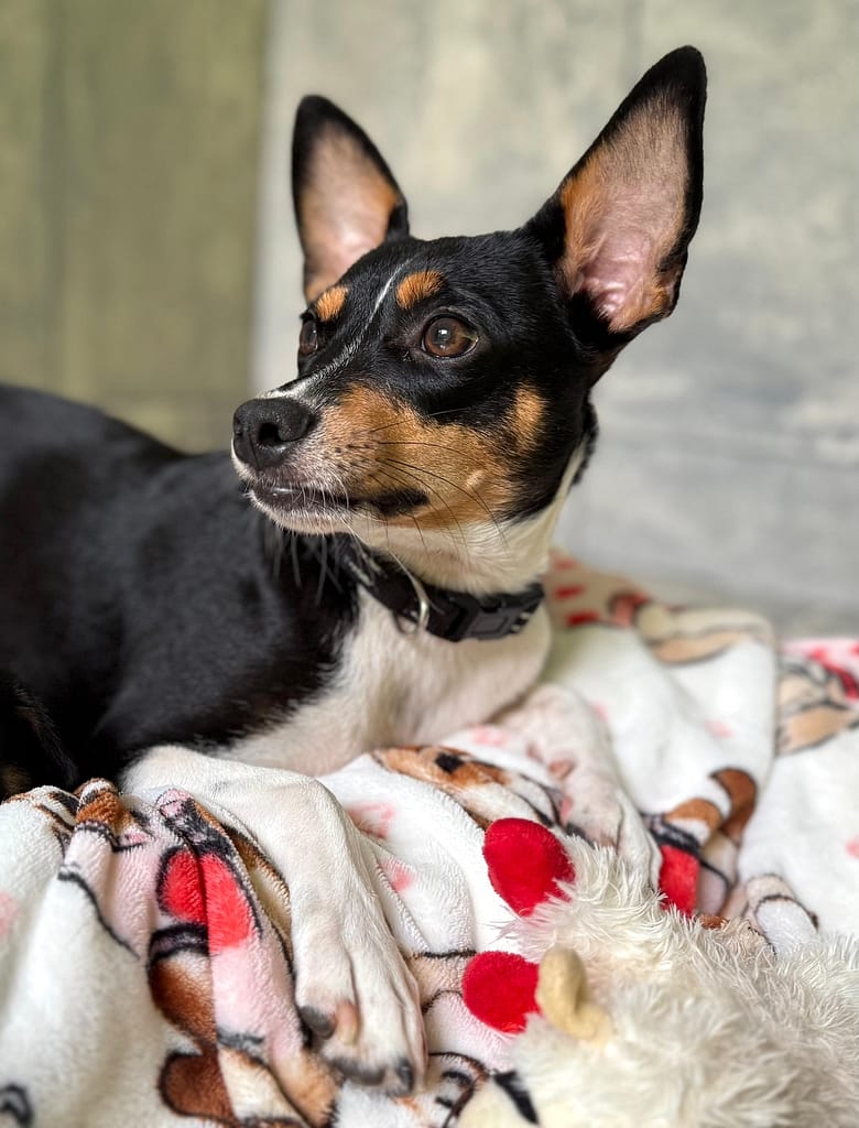 Black and brown dog with white chest