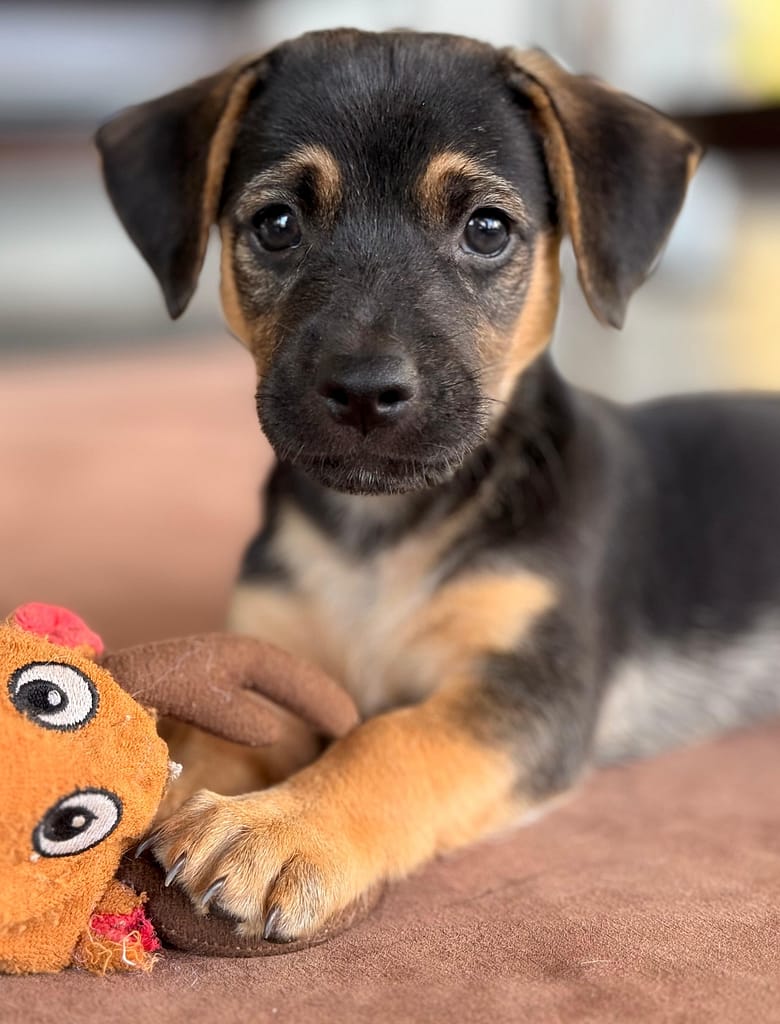 Hydrox with an orange toy