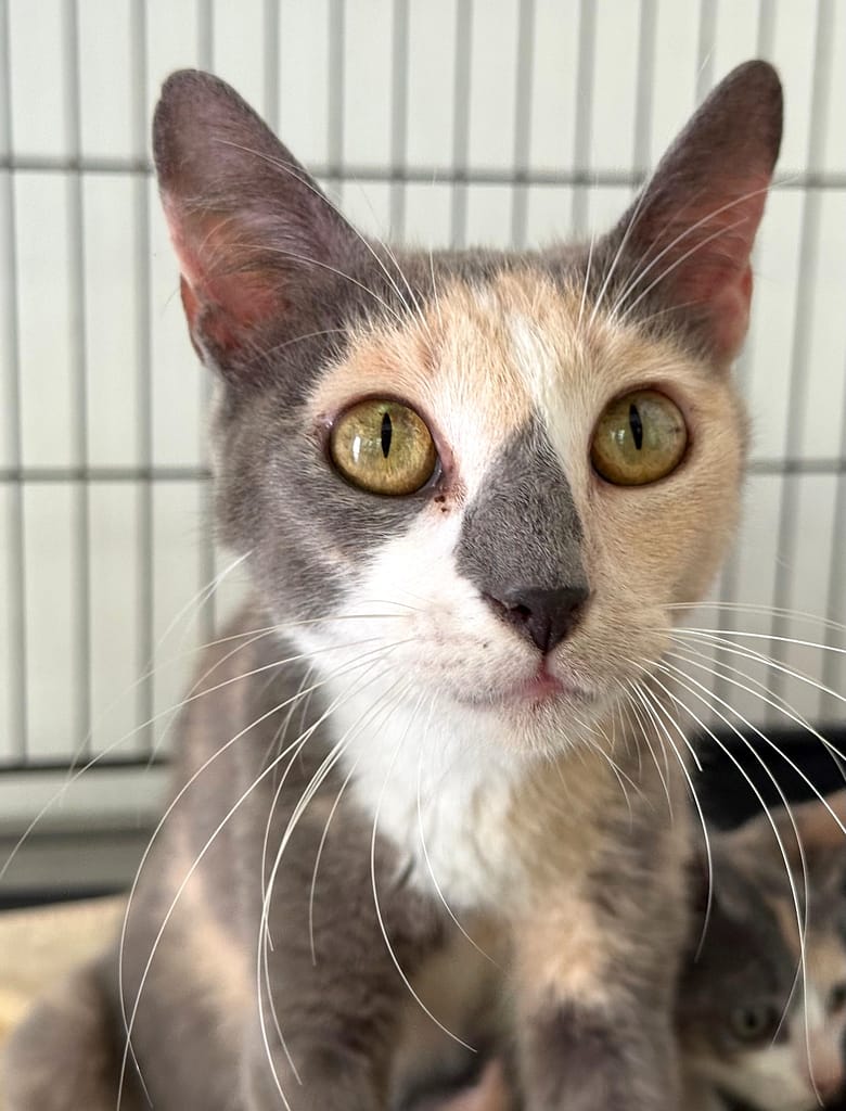 Diluted calico with gorgeous golden eyes