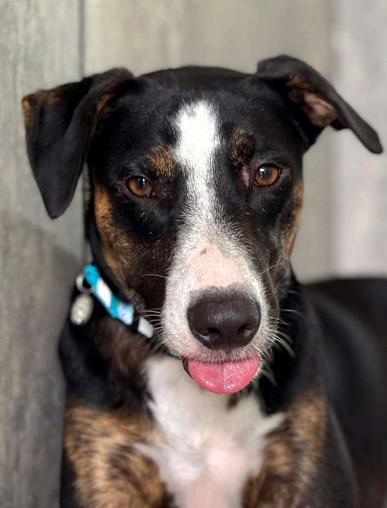 Black and brown dog with white chest and white stripe on his face