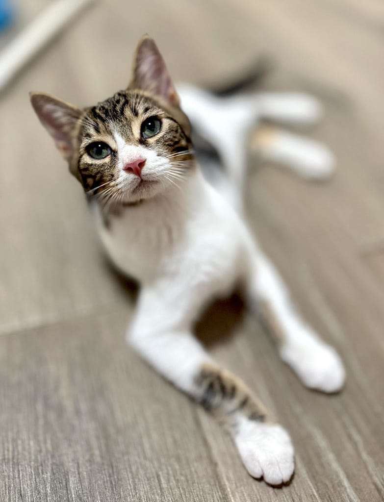 White and grey tabby cat