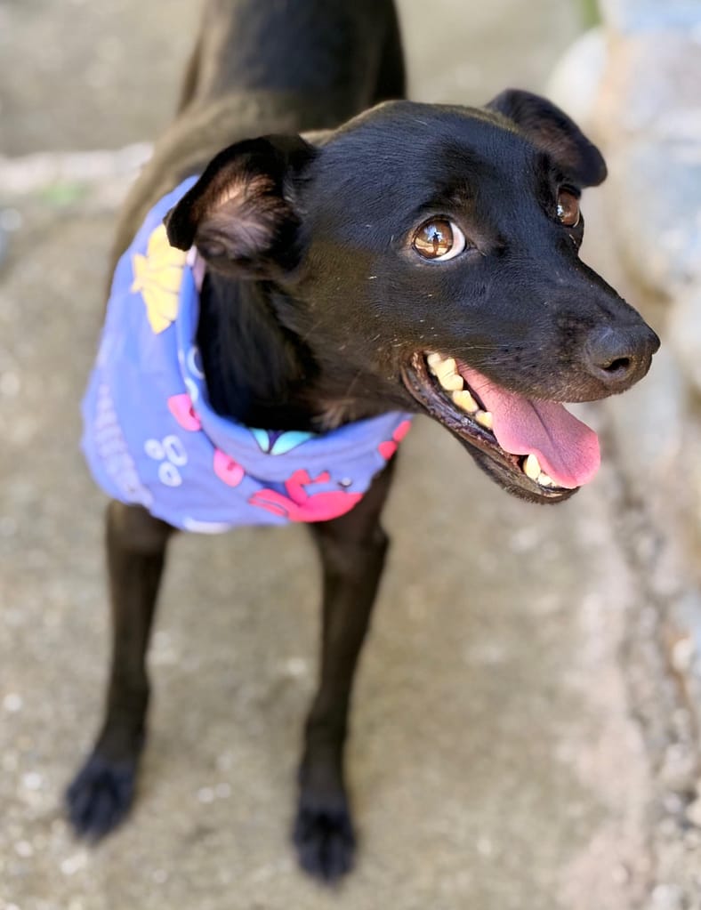 Black dog with pretty ears