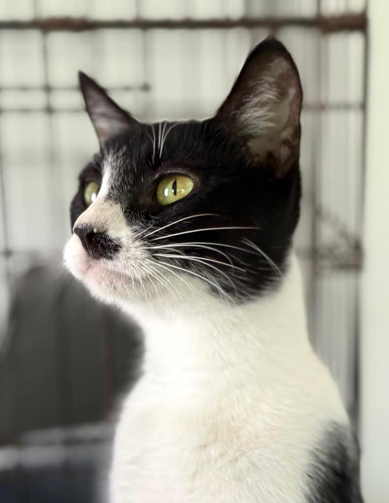 Black and white kitty with green eyes