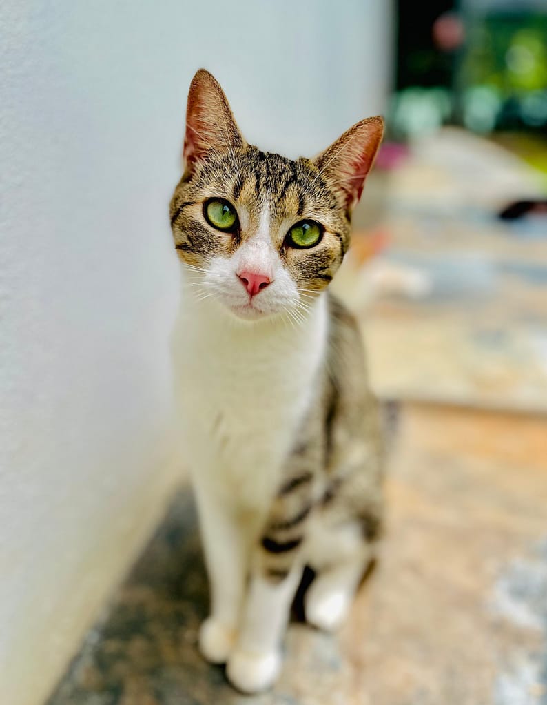 Exquisitely beautiful white and tabby cat sitting tall and looking at you