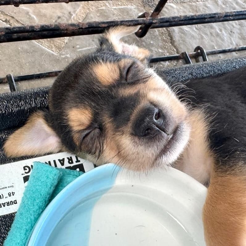 Black puppy with brown markings