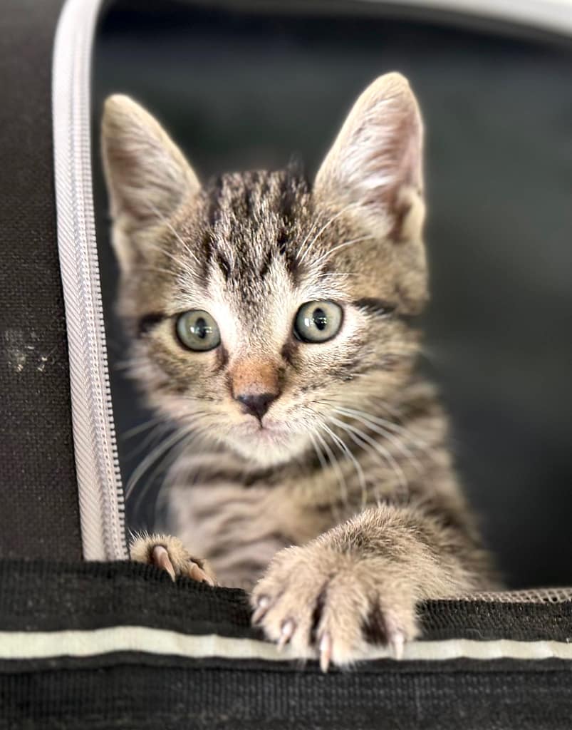 Grey tabby kitten with white face.