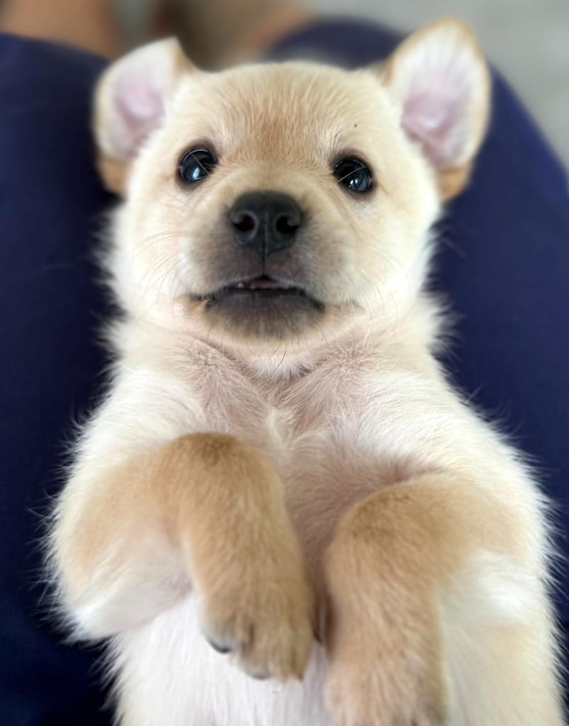 Golden puppy that looks like a teddy bear