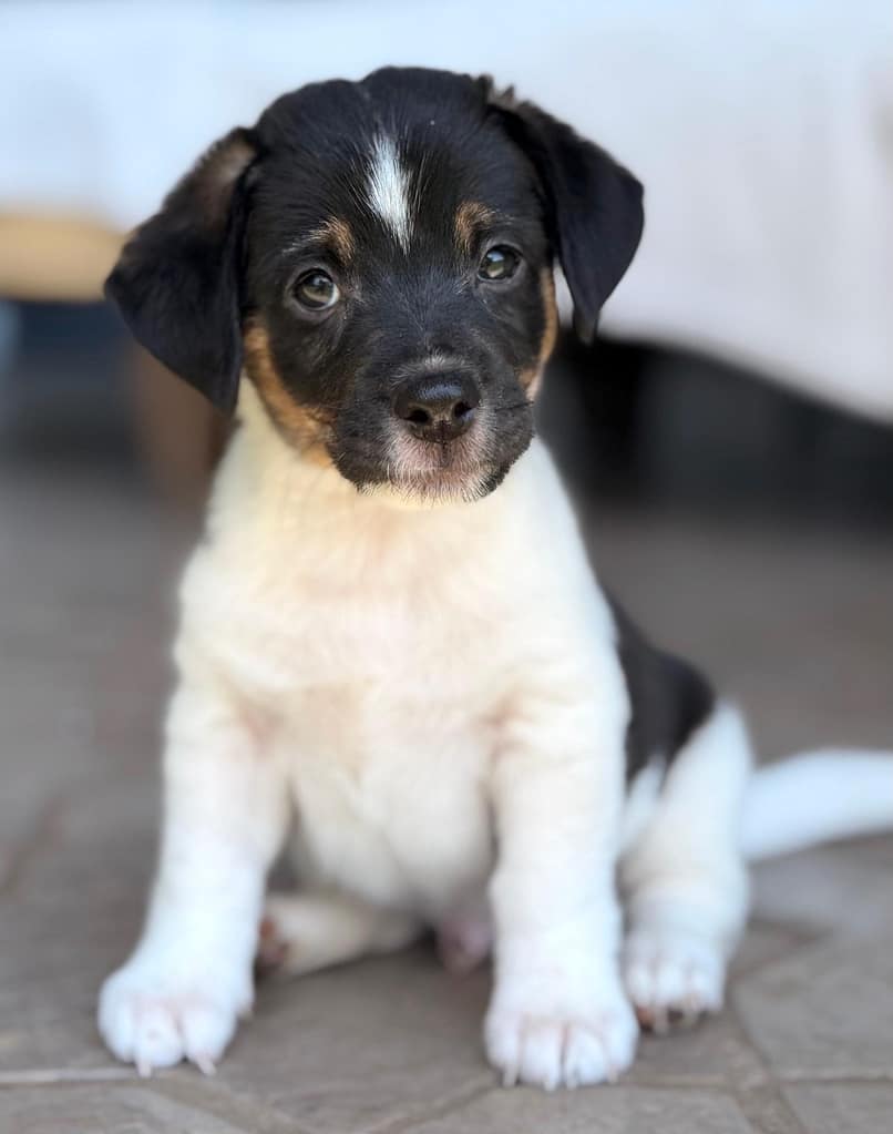 White puppy with black face sitting up