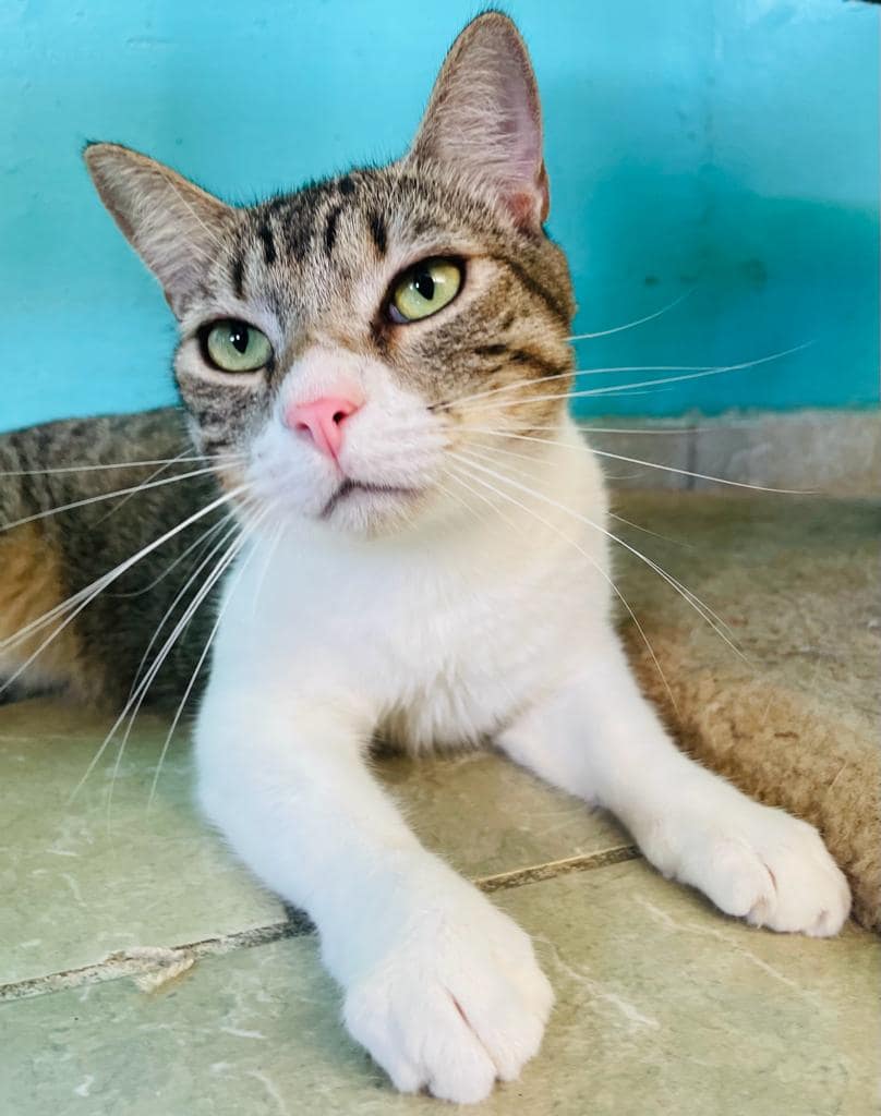 beautiful tabby with white legs and chest.