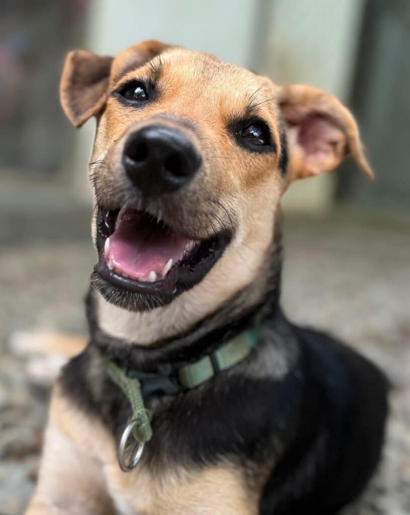 Puppy Mocha smiling at the camera