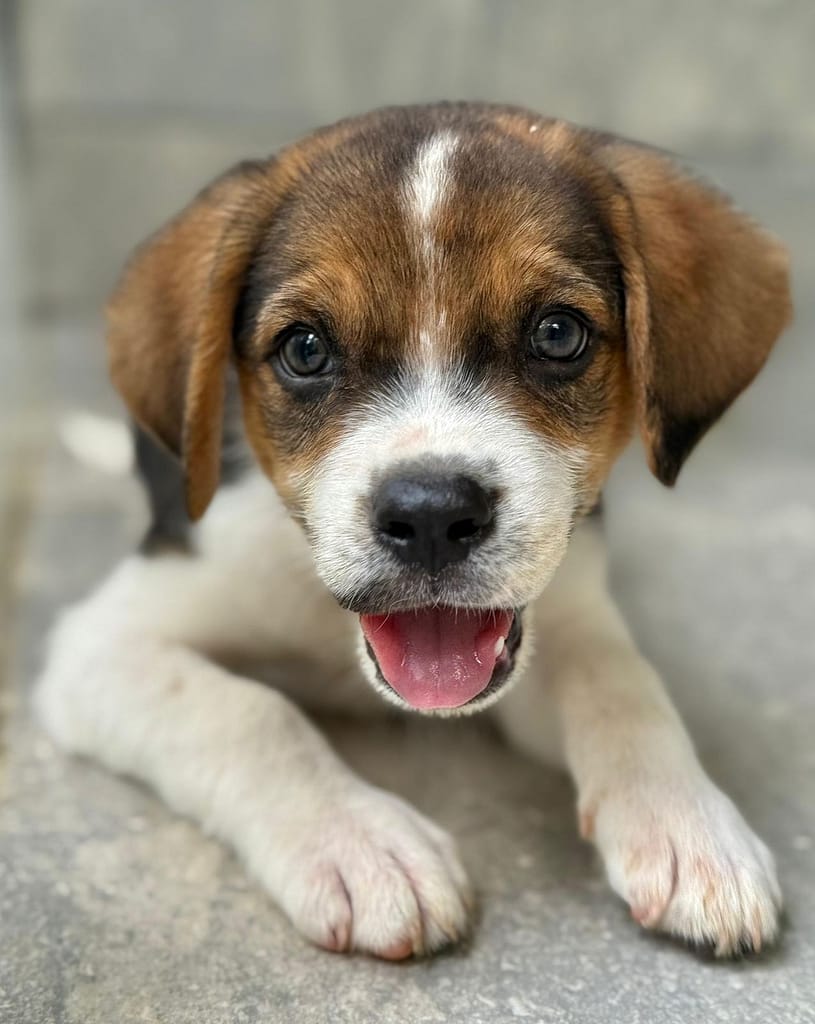 Puppy Mr. Charlie with his eyes looking adorably straight at you