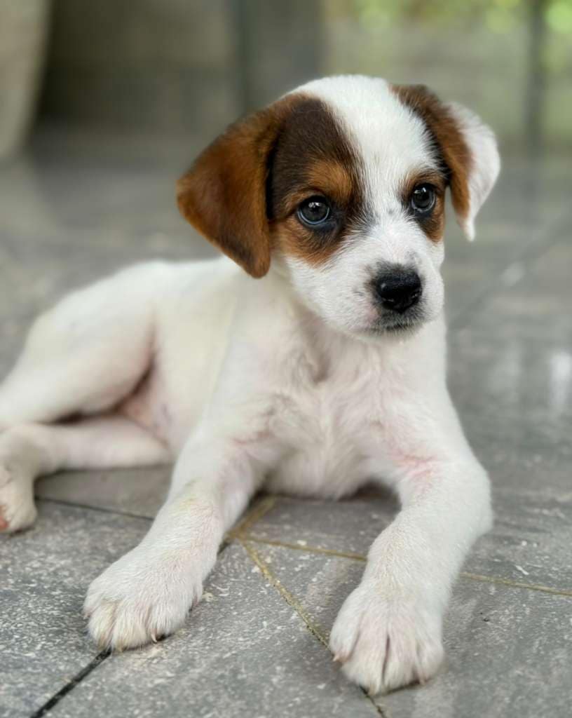 Beautiful puppy Cassidy, with her big paws, white body and brown eye patches.